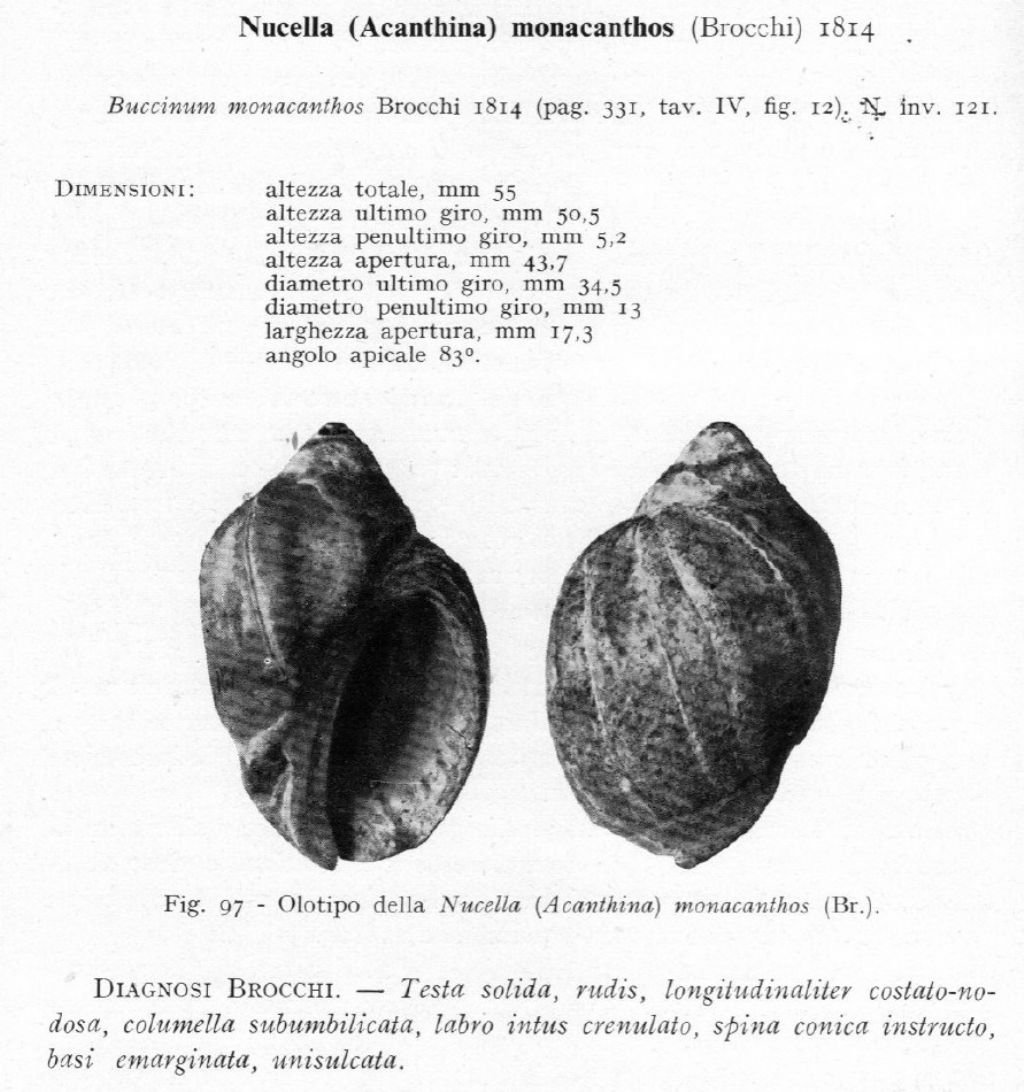 Nucella monacanthos